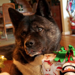 Dakota Cullinane Christmas Day 2023.jpg